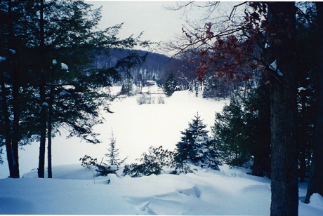 trees over looking a wintery snowy scenic view.